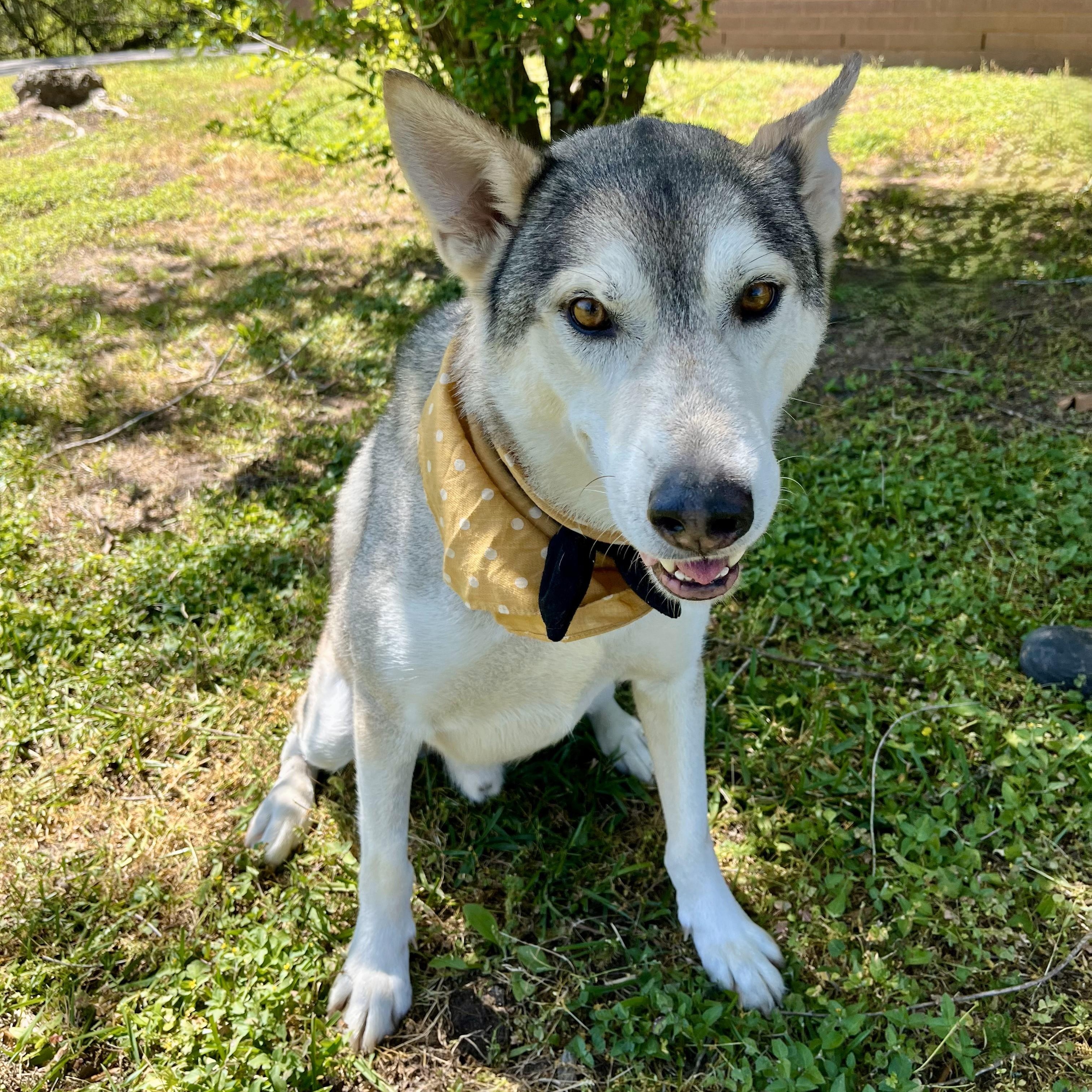 kiwi — thumbnail 6