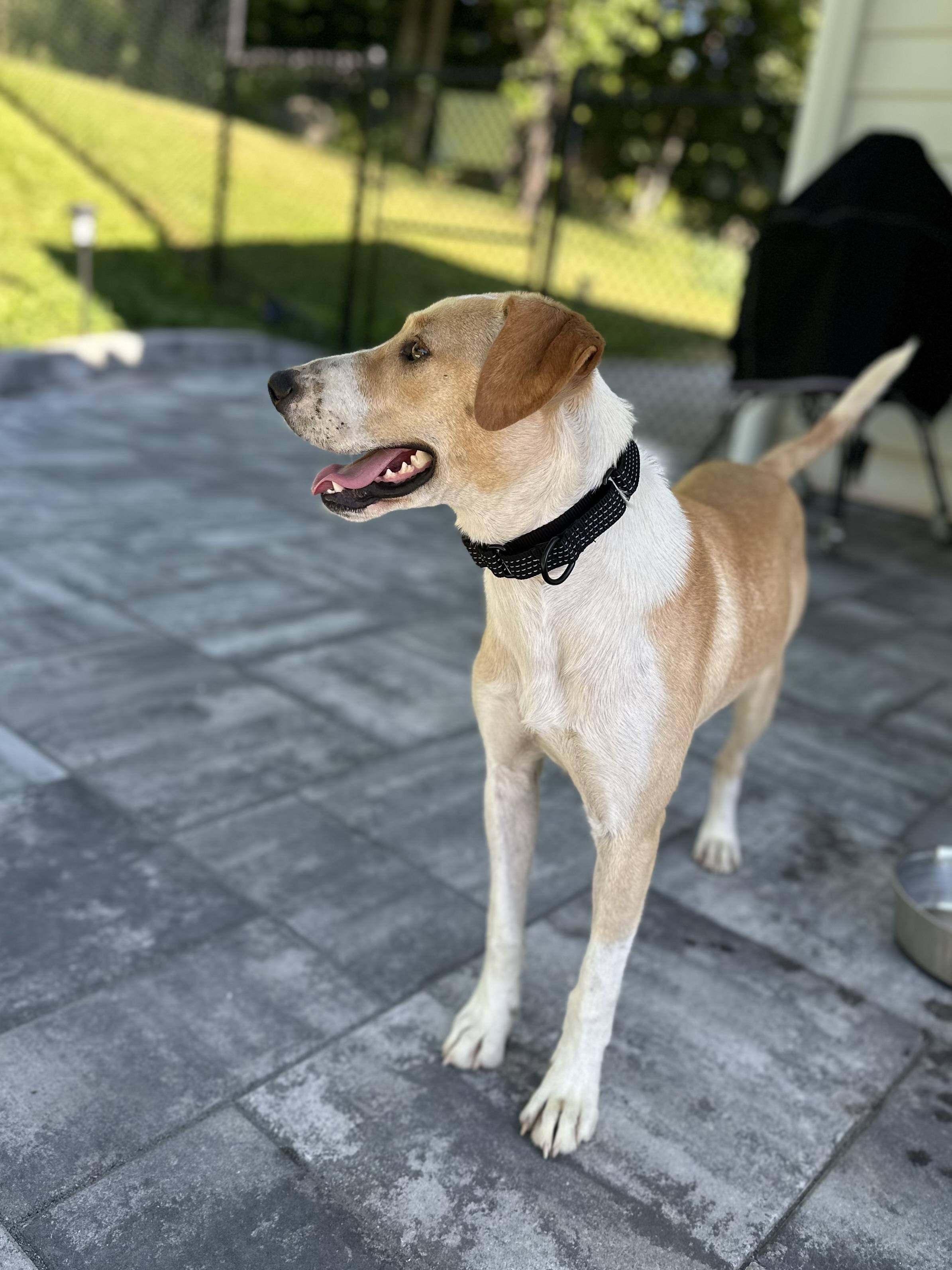 Tito, a ADOPTABLE mixed breed in Highland, NY image 2/6
