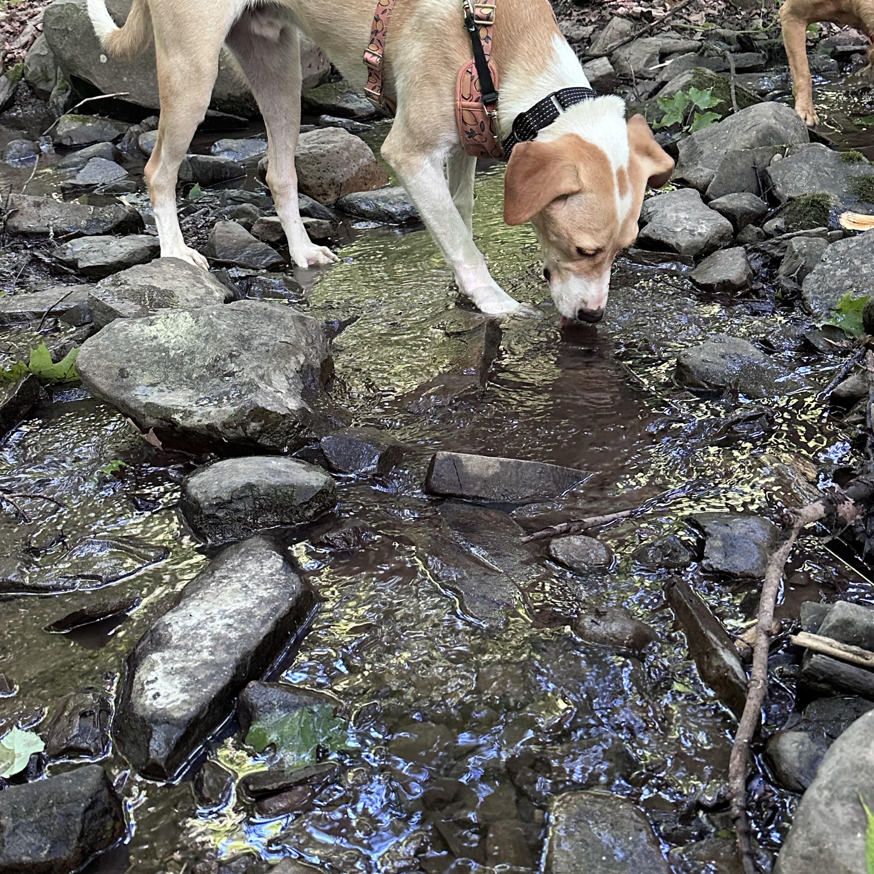 Tito, a ADOPTABLE mixed breed in Highland, NY image 4/6