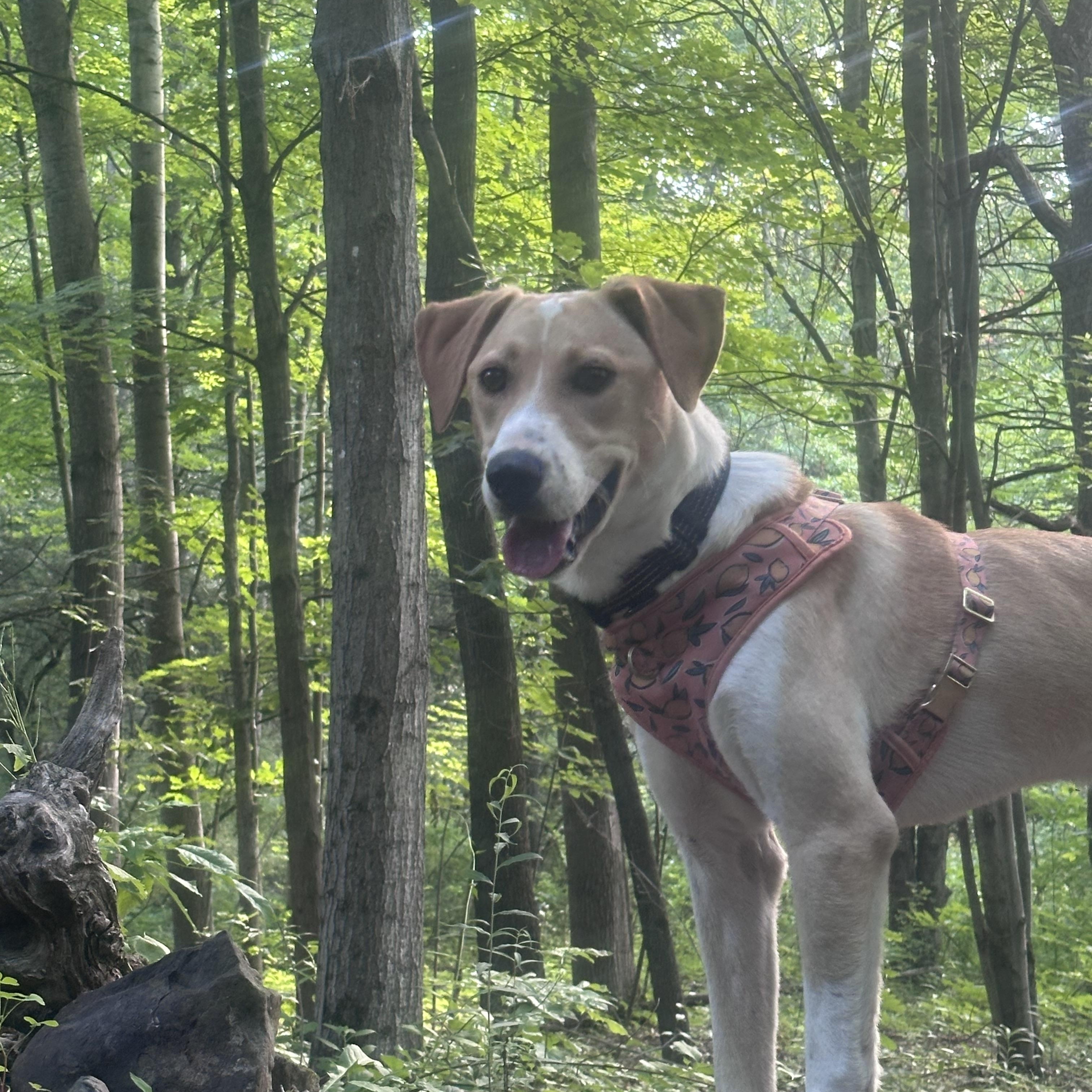 Tito, a ADOPTABLE mixed breed in Highland, NY image 6/6