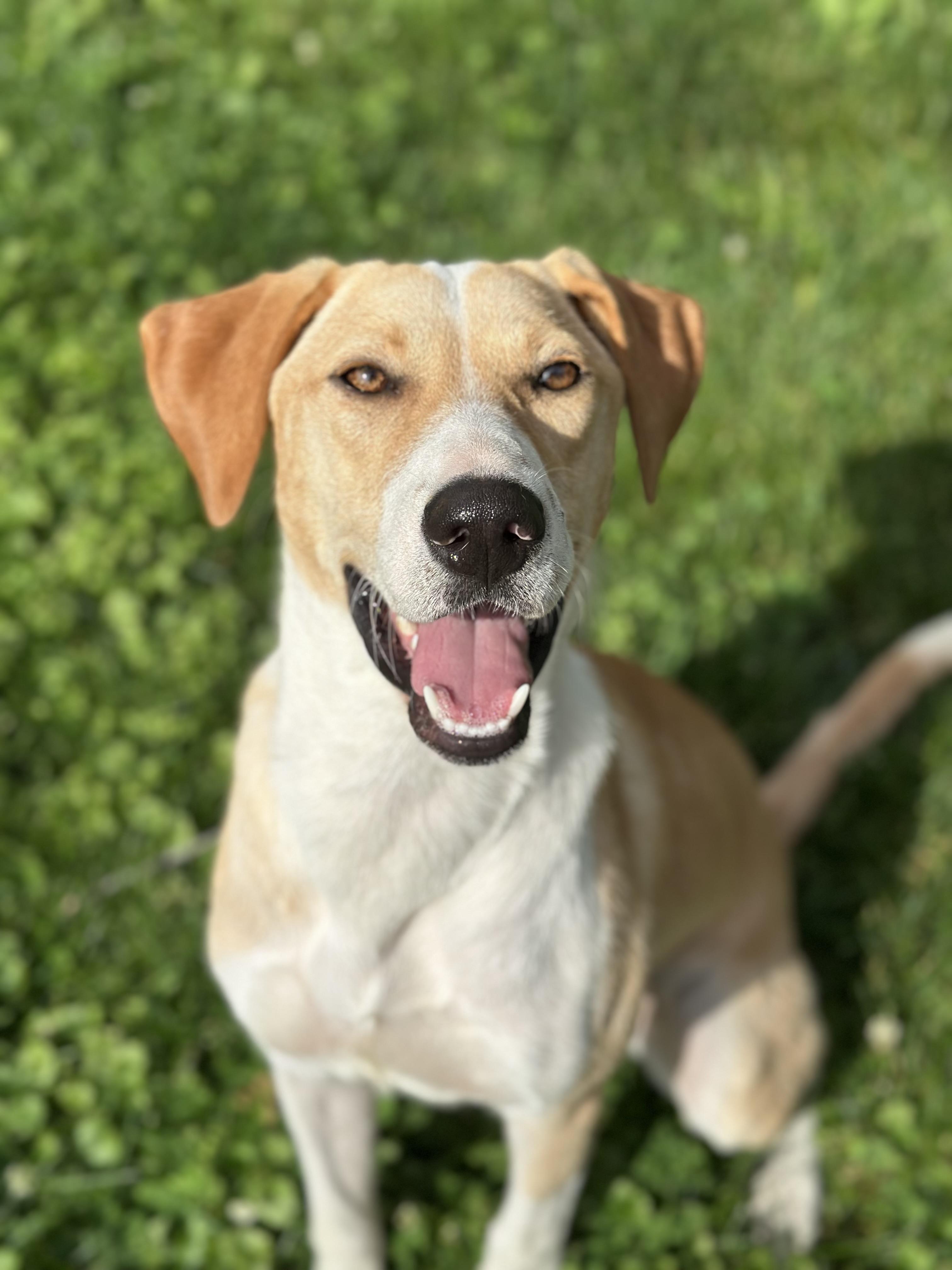 Tito, ADOPTABLE, Puppy Male Yellow Labrador Retriever & Hound.