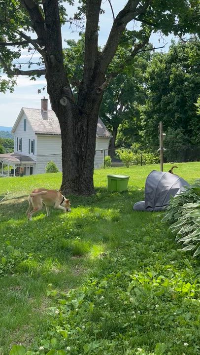 Enlarge Tito, a ADOPTABLE mixed breed in Highland, NY video 5/6
