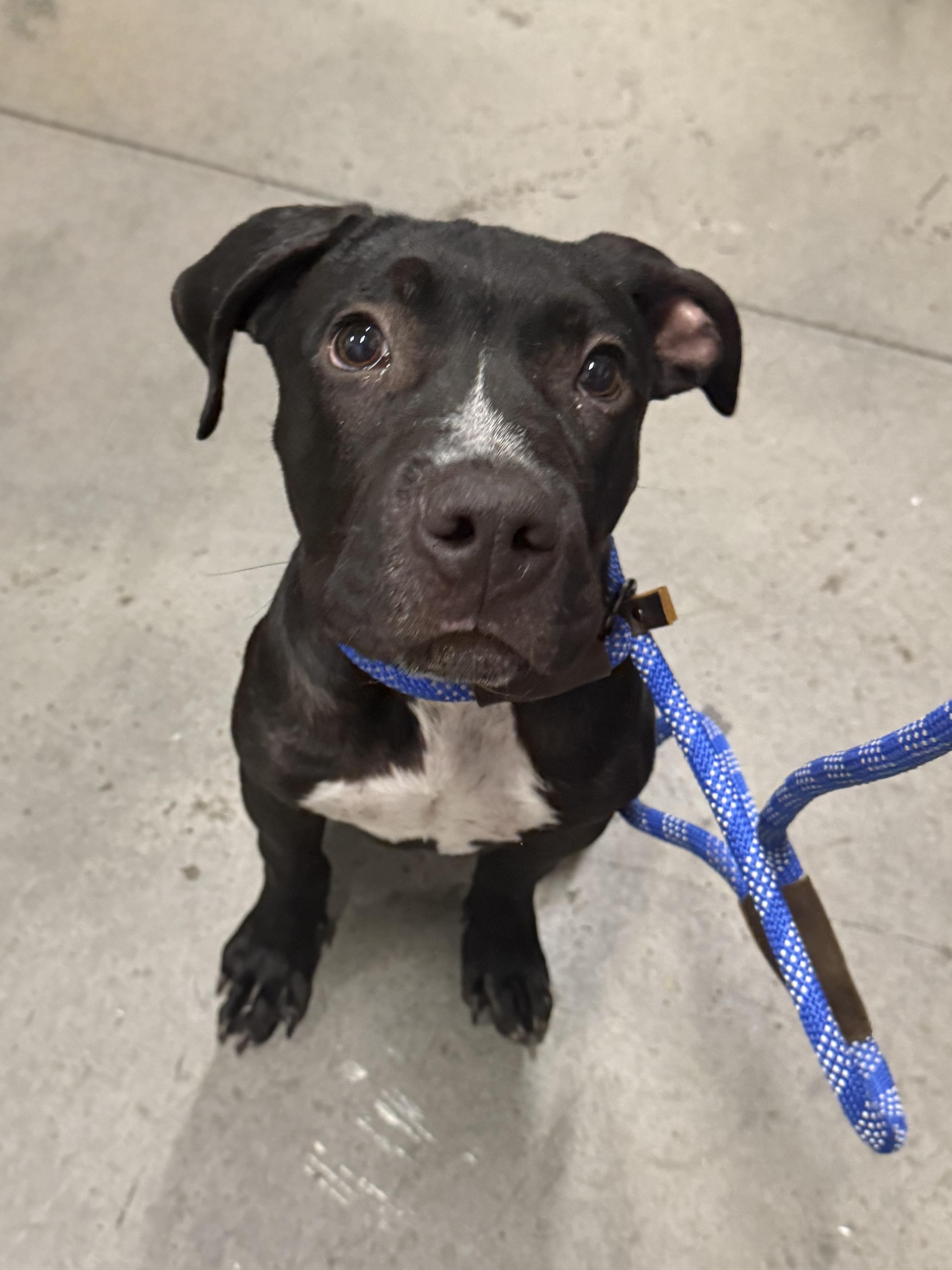Vader, Adopted, Puppy Male American Staffordshire Terrier & Pit Bull Terrier.