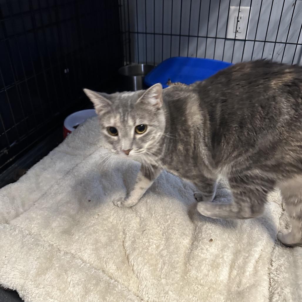 Enlarge Mocha*my adoption is pending*, a Adoptable Domestic Short Hair in Wappingers Falls, NY image 1/2