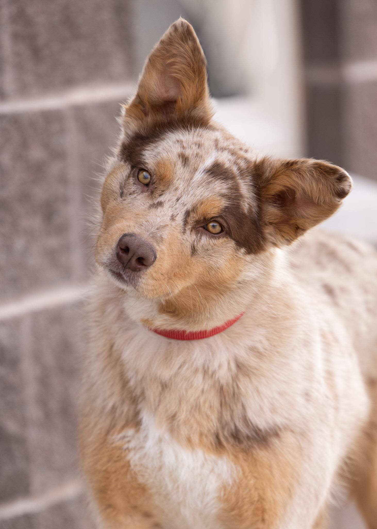 TOFFEE, ADOPTABLE, Young Male Australian Shepherd.