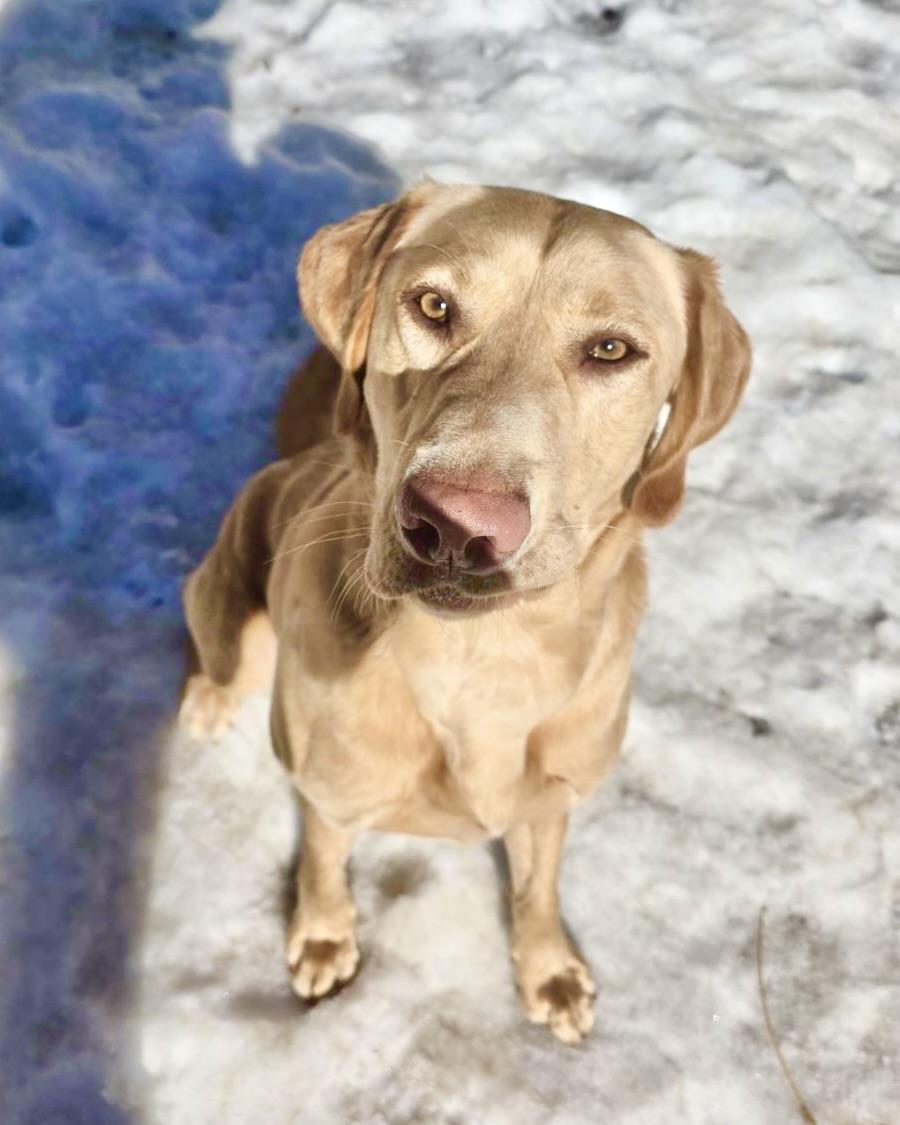 Sherpa Throw, a Adoptable Labrador Retriever in New Canaan, CT image 2/6