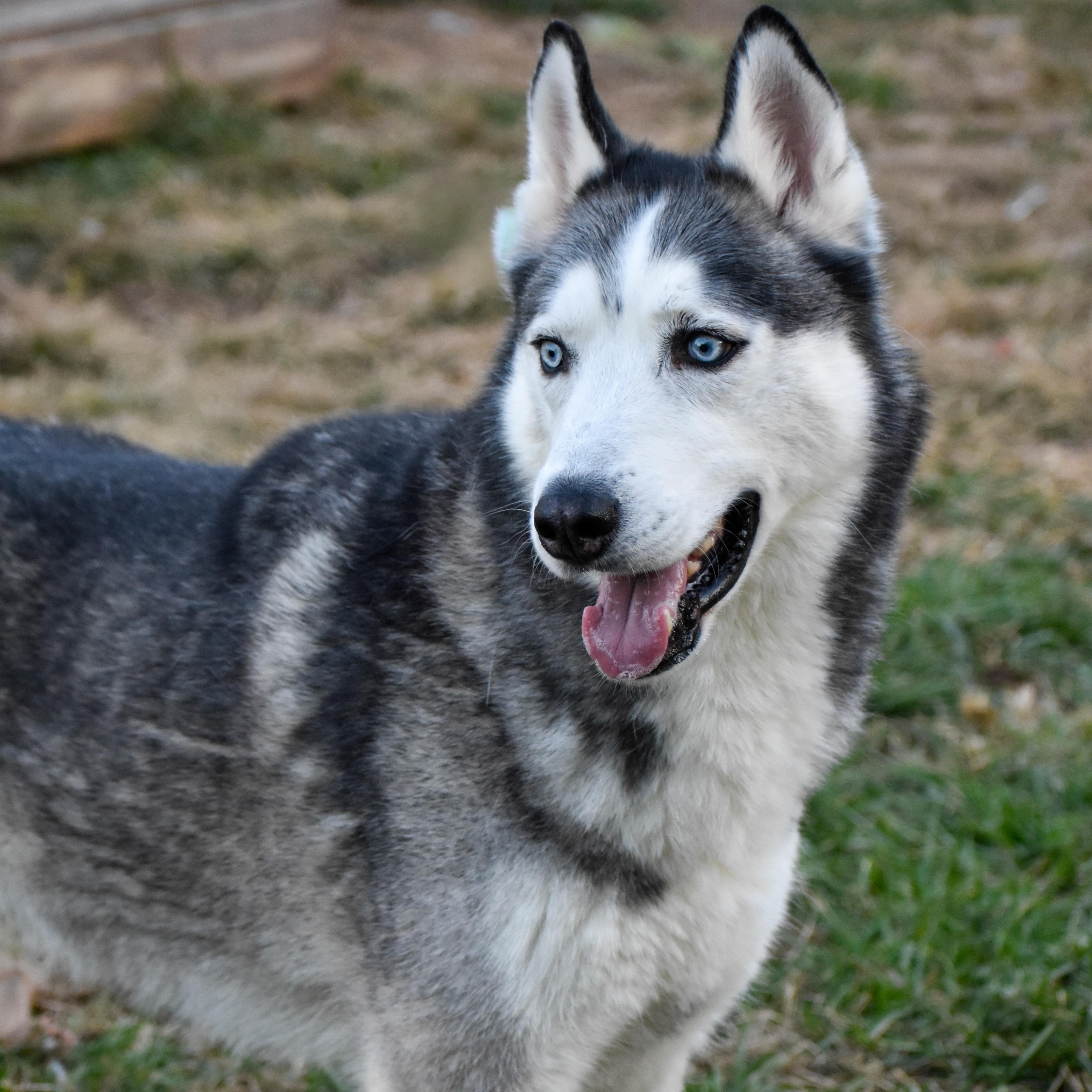 Enlarge Acadia, a Adoptable mixed breed in Indianapolis, IN image 4/6