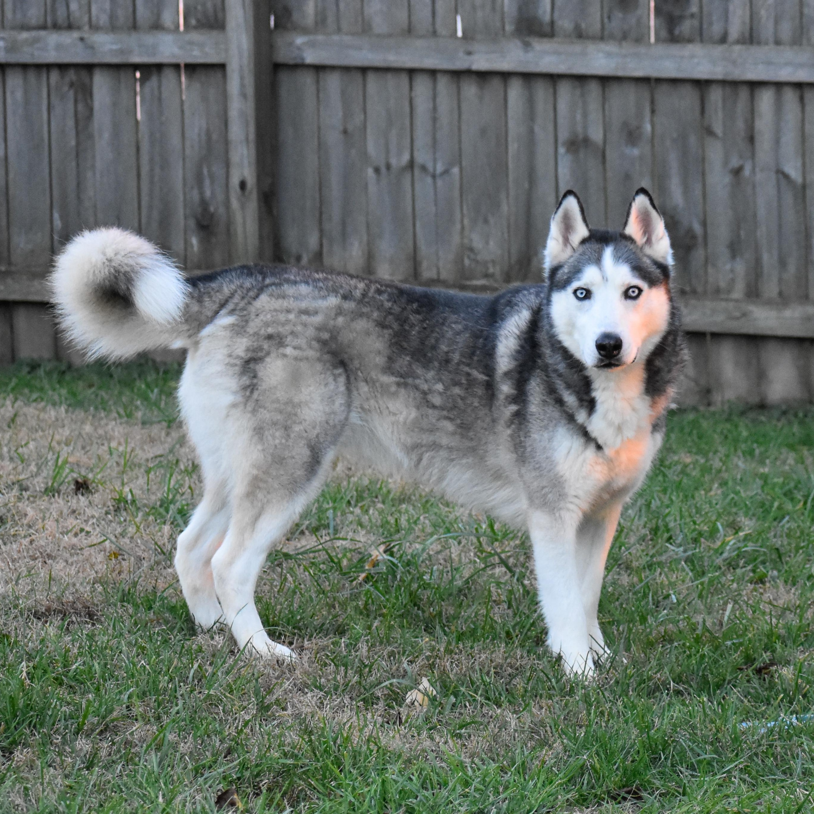 Enlarge Acadia, a Adoptable mixed breed in Indianapolis, IN image 1/6