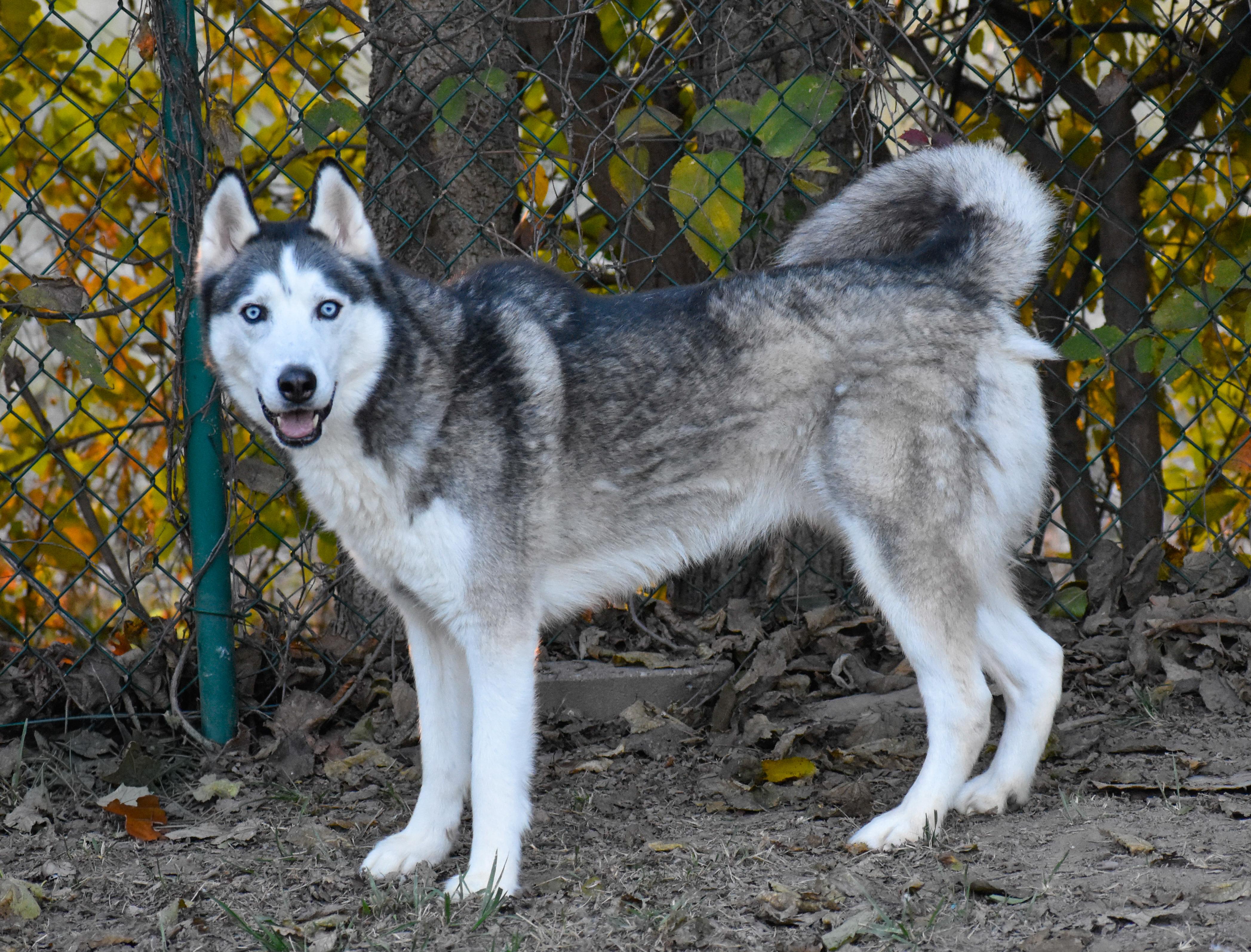 Enlarge Acadia, a Adoptable mixed breed in Indianapolis, IN image 2/6