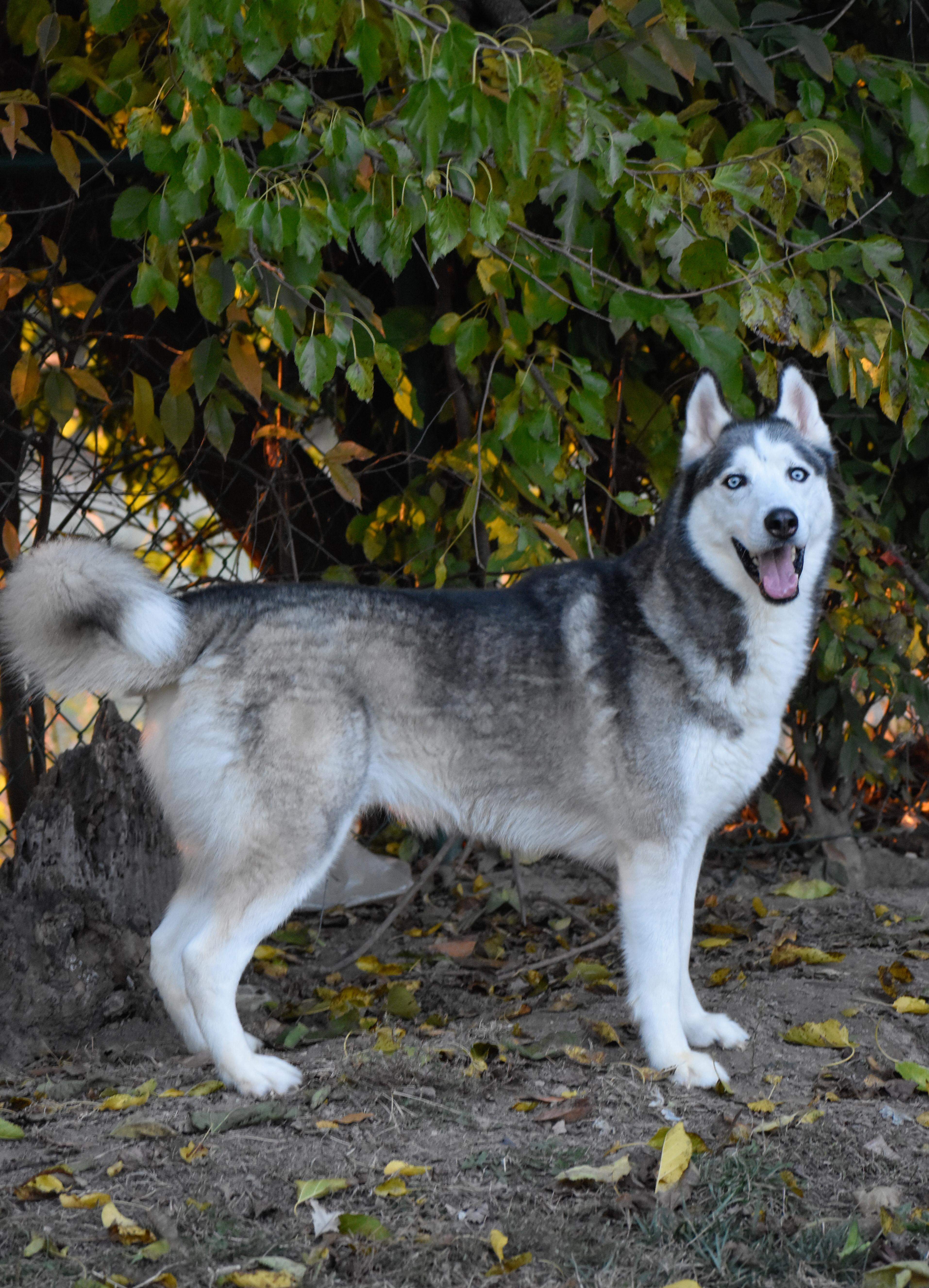Enlarge Acadia, a Adoptable mixed breed in Indianapolis, IN image 6/6