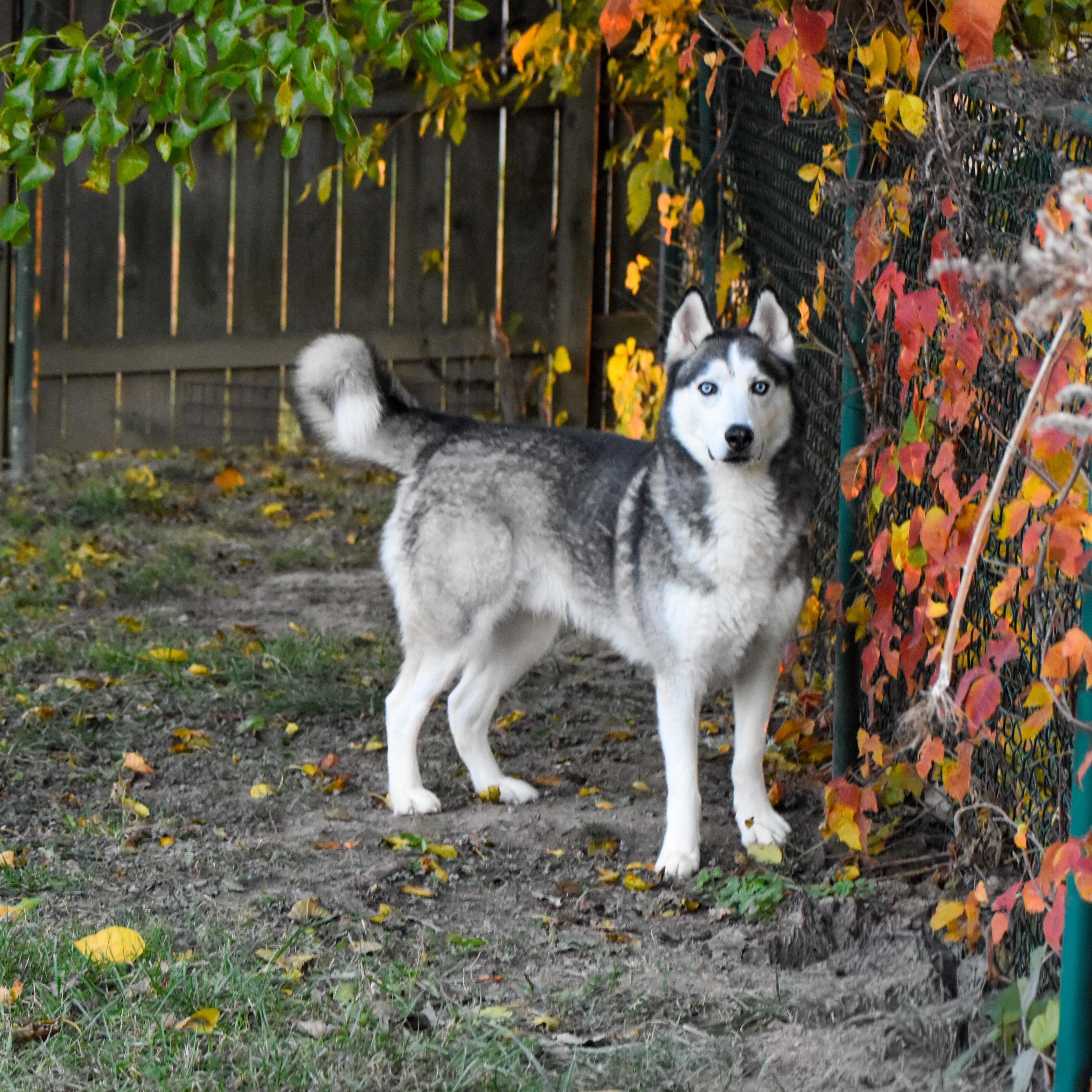Enlarge Acadia, a Adoptable mixed breed in Indianapolis, IN image 3/6