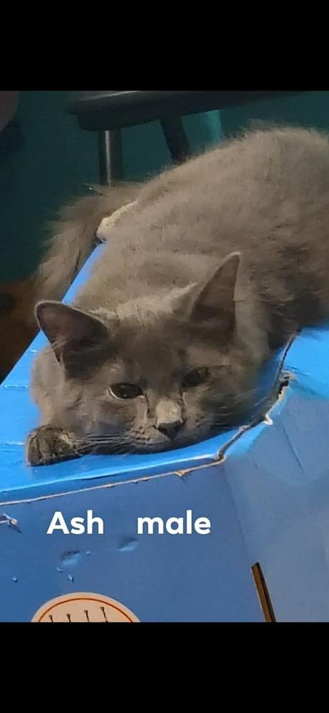 Ash, Adoptable, Kitten Male American Shorthair.