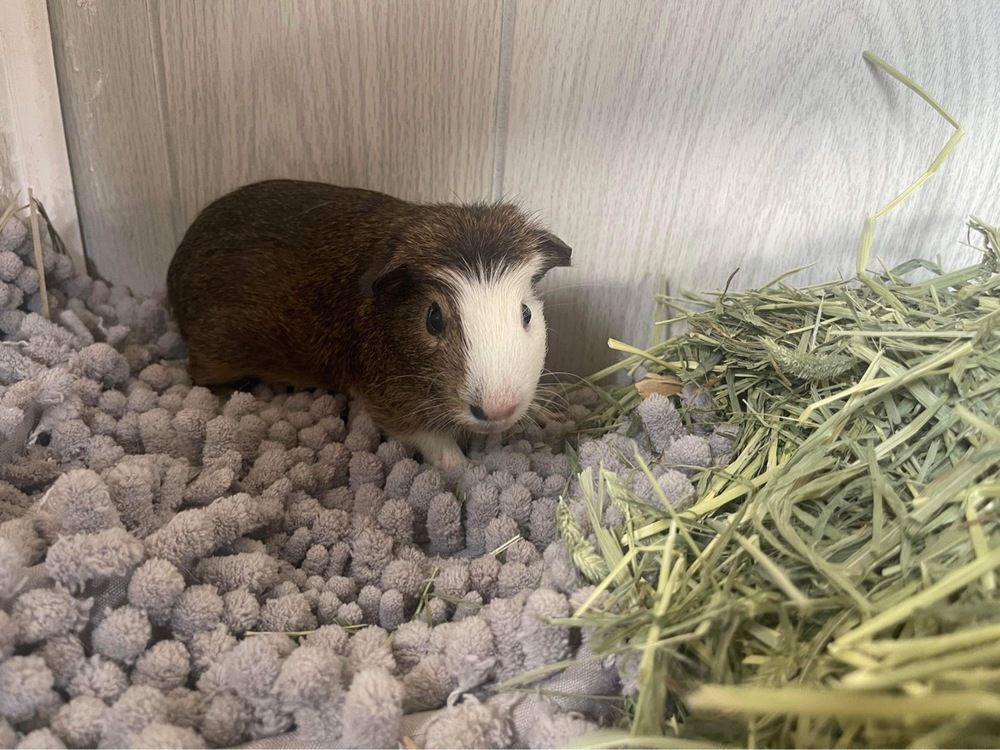 Alvin, a Adoptable Guinea Pig in Troy, AL image 1/4