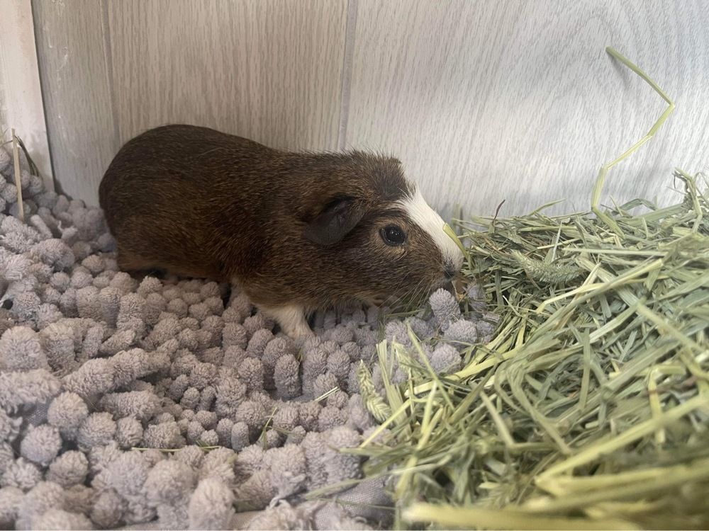 Alvin, a Adoptable Guinea Pig in Troy, AL image 2/4