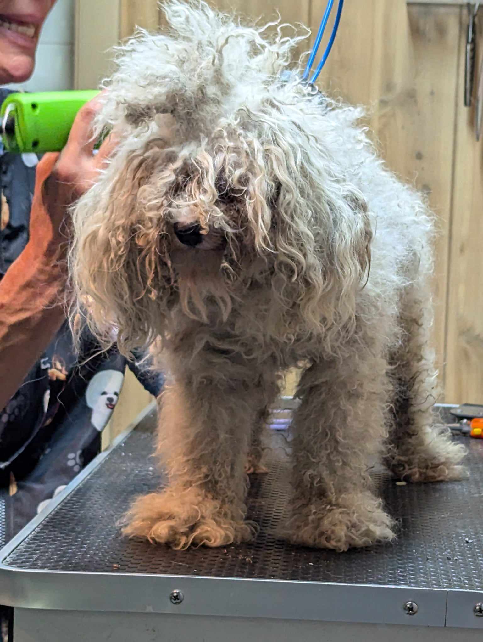 Tenshi, Adopted, Adult Male Poodle & Maltese.