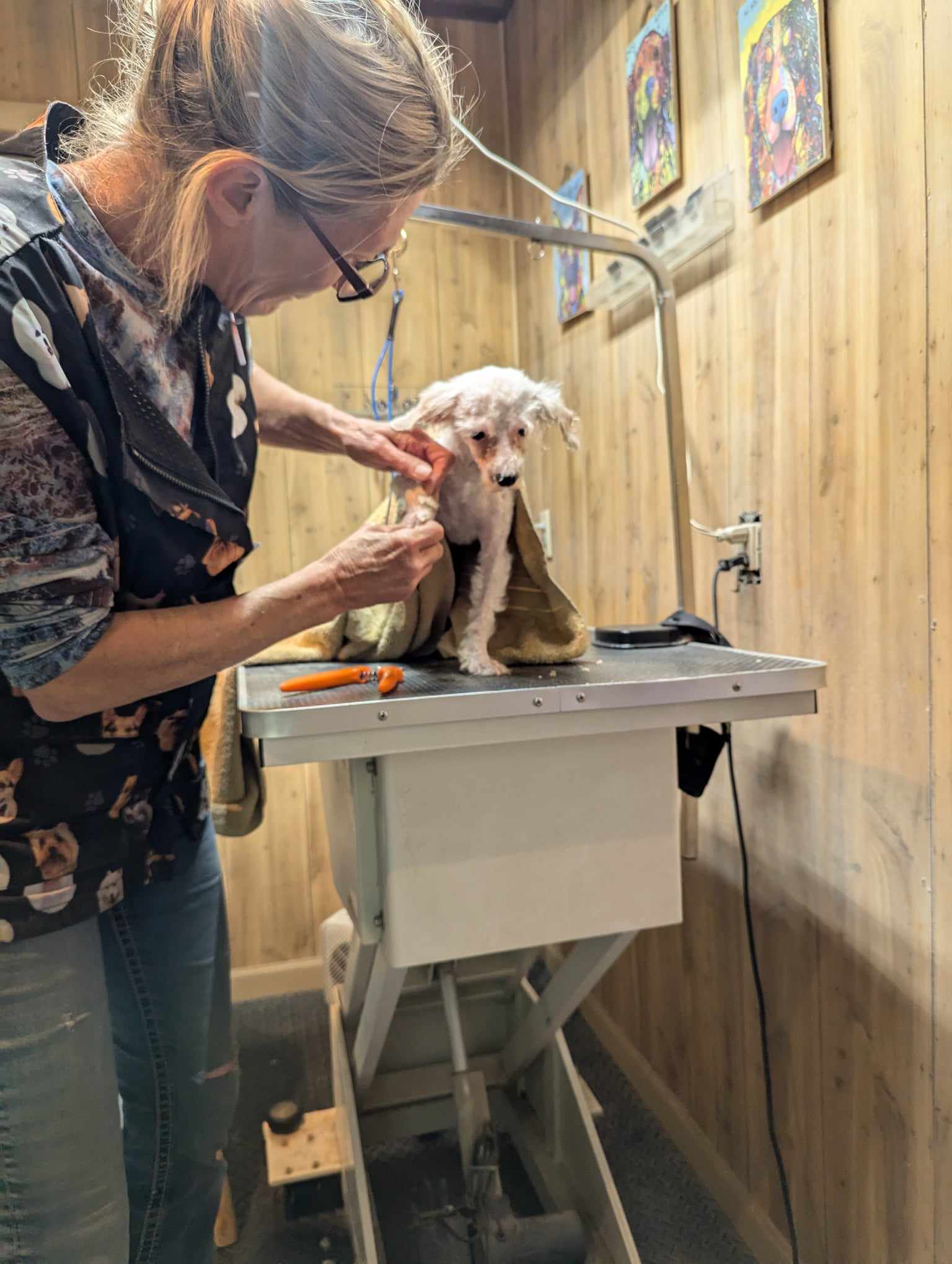 Enlarge Tenshi, a Adopted mixed breed in Delta, CO image 2/4