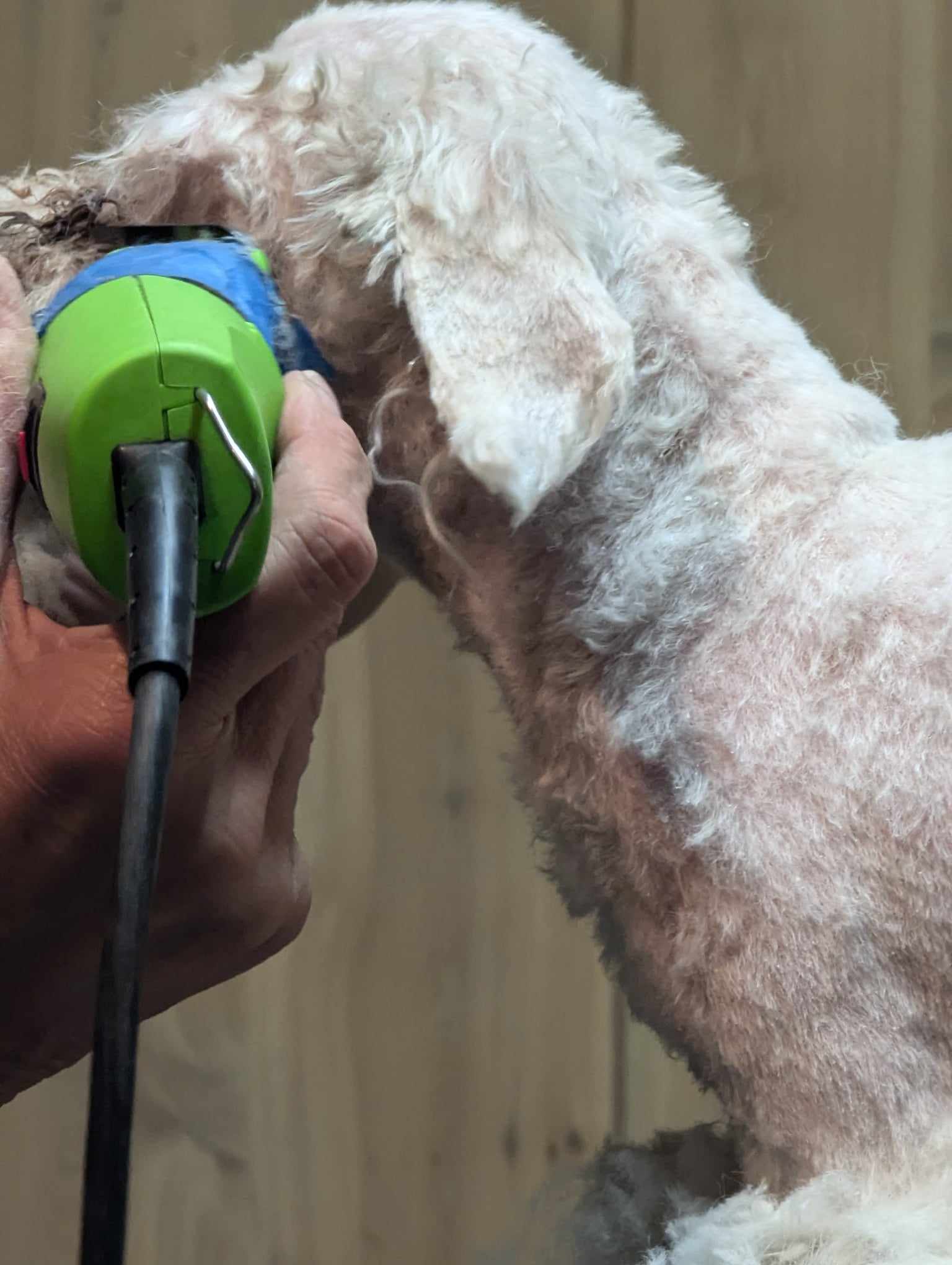 Enlarge Tenshi, a Adopted mixed breed in Delta, CO image 3/4