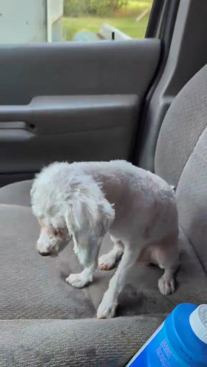 Enlarge Tenshi, a Adopted mixed breed in Delta, CO video 4/4