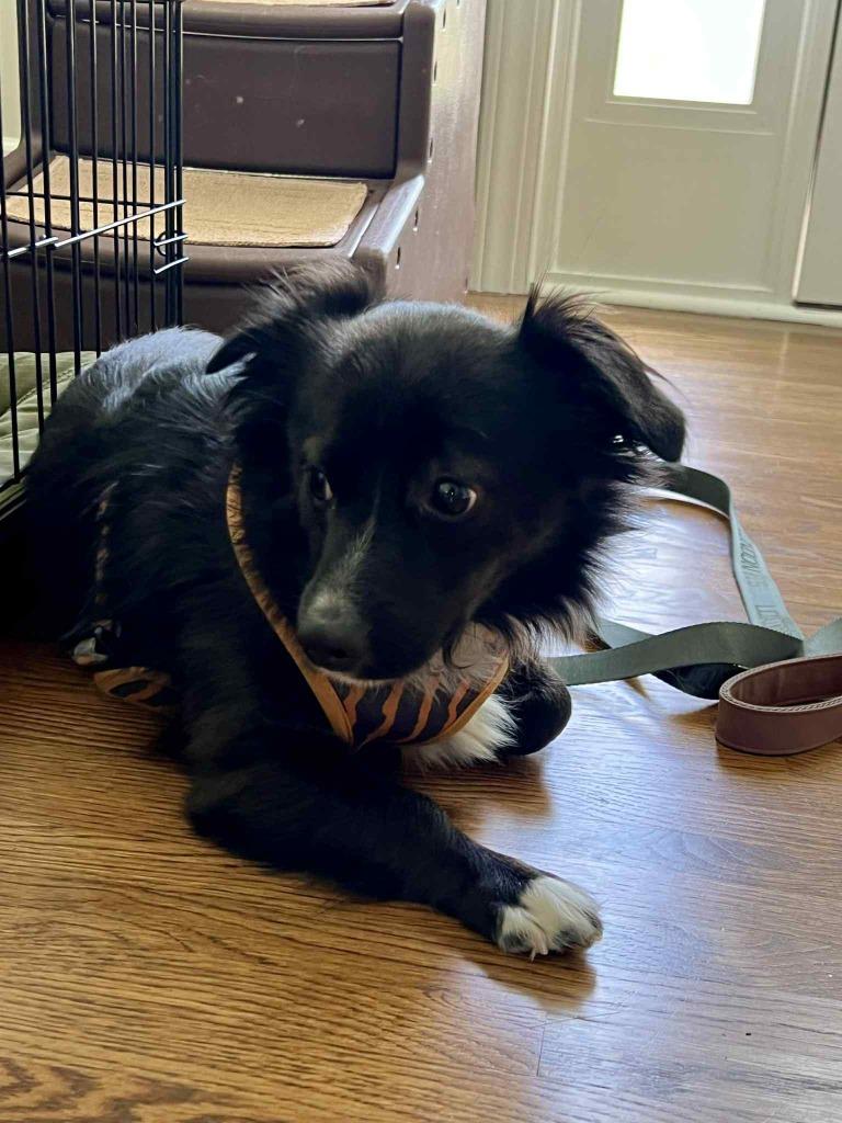 Charlie, Adoptable, Adult Male Dachshund & Chihuahua.