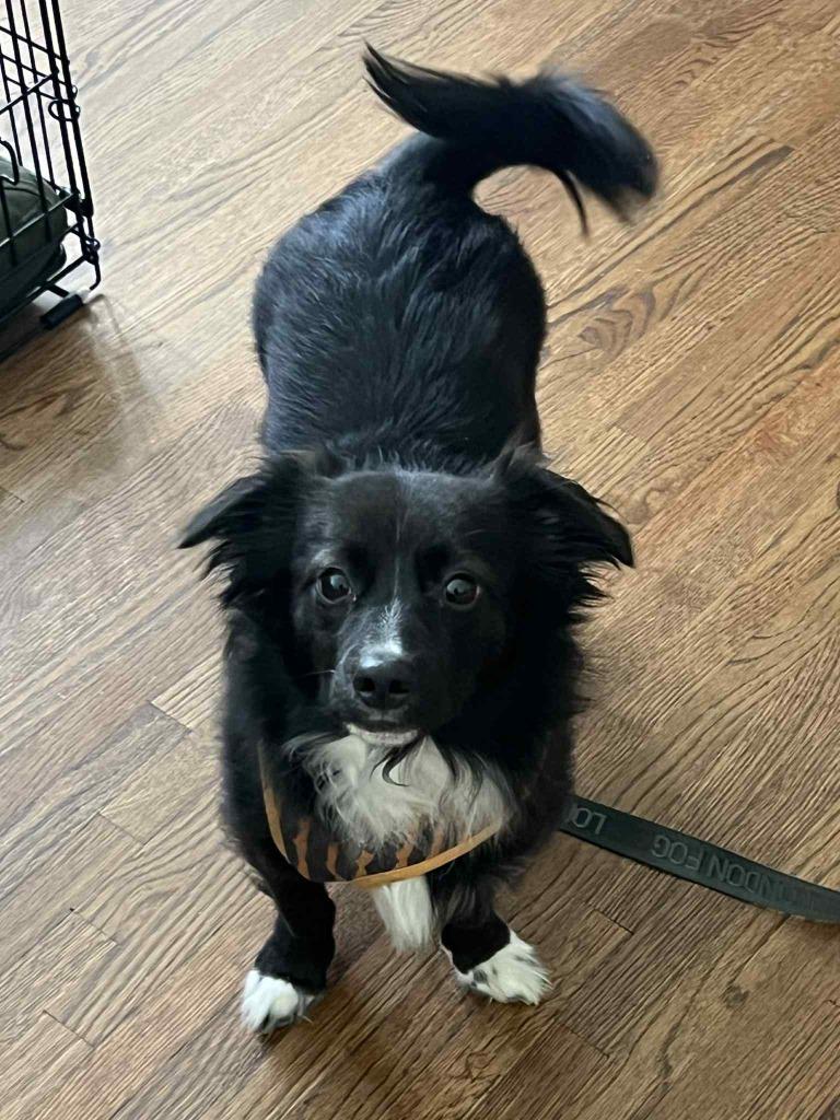 Charlie, Adoptable, Adult Male Dachshund & Chihuahua.