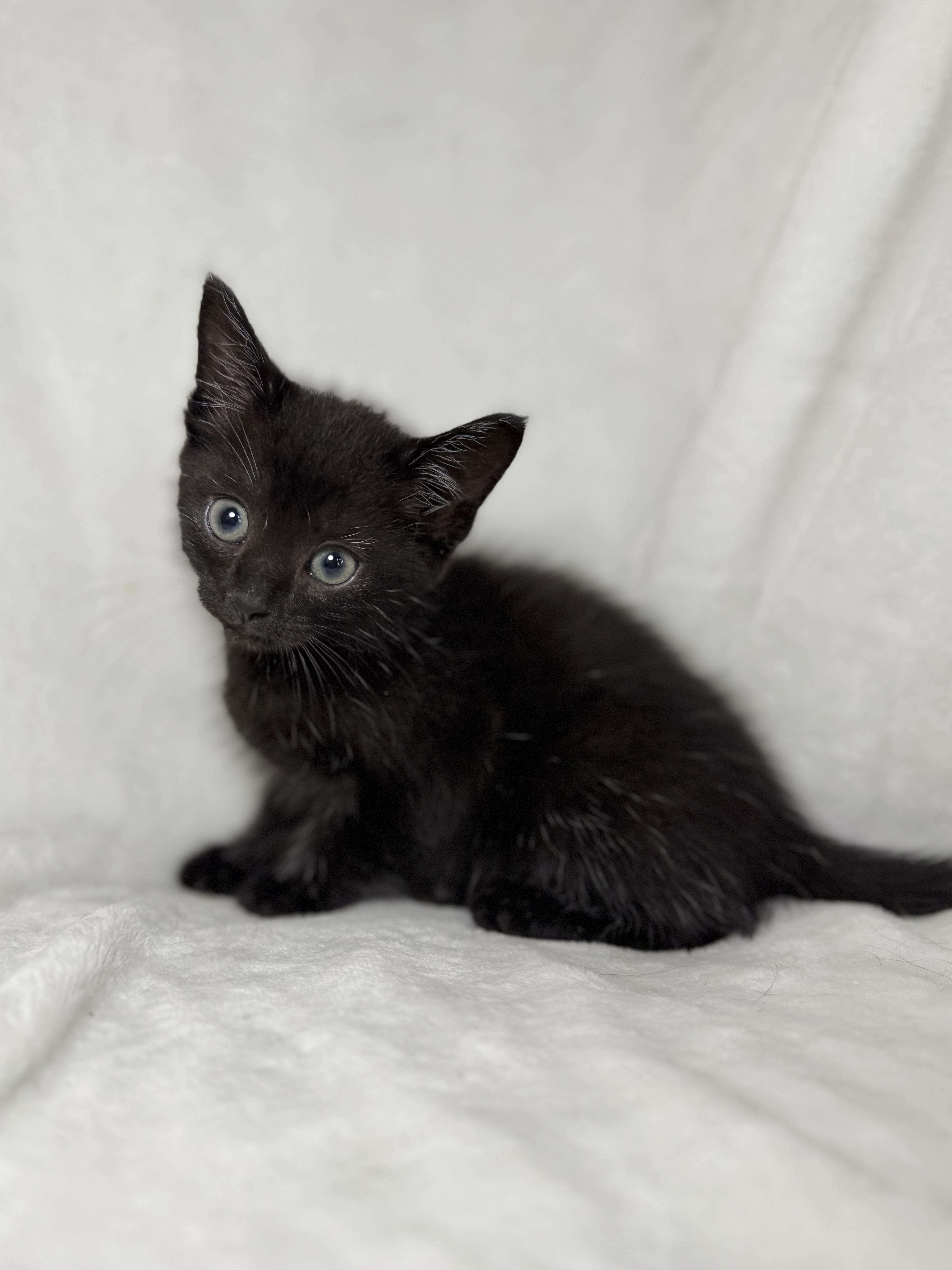 Belle, Adoptable, Kitten Female Domestic Short Hair.
