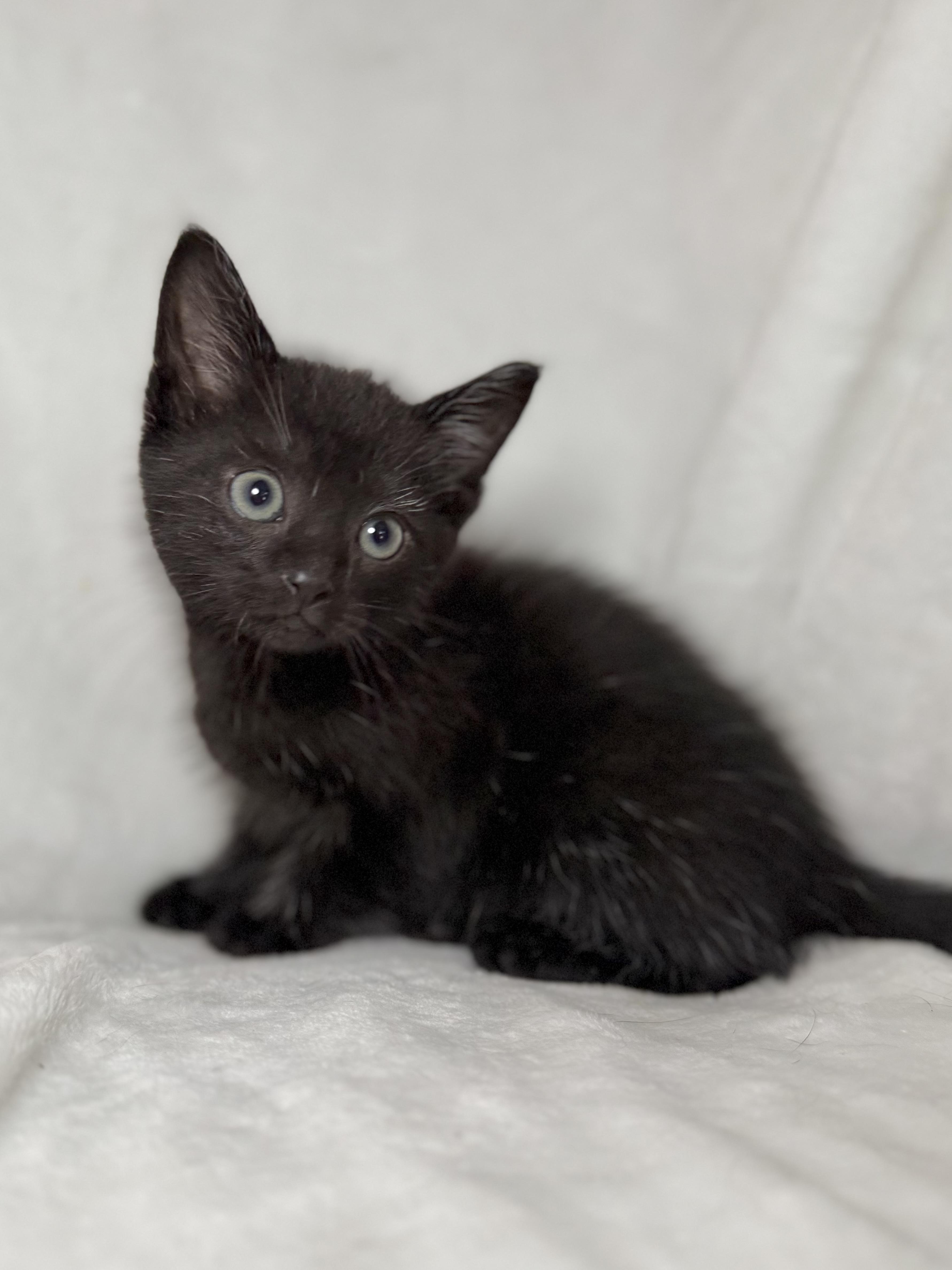 Enlarge Belle, a Adoptable Domestic Short Hair in Greensboro, NC image 2/3