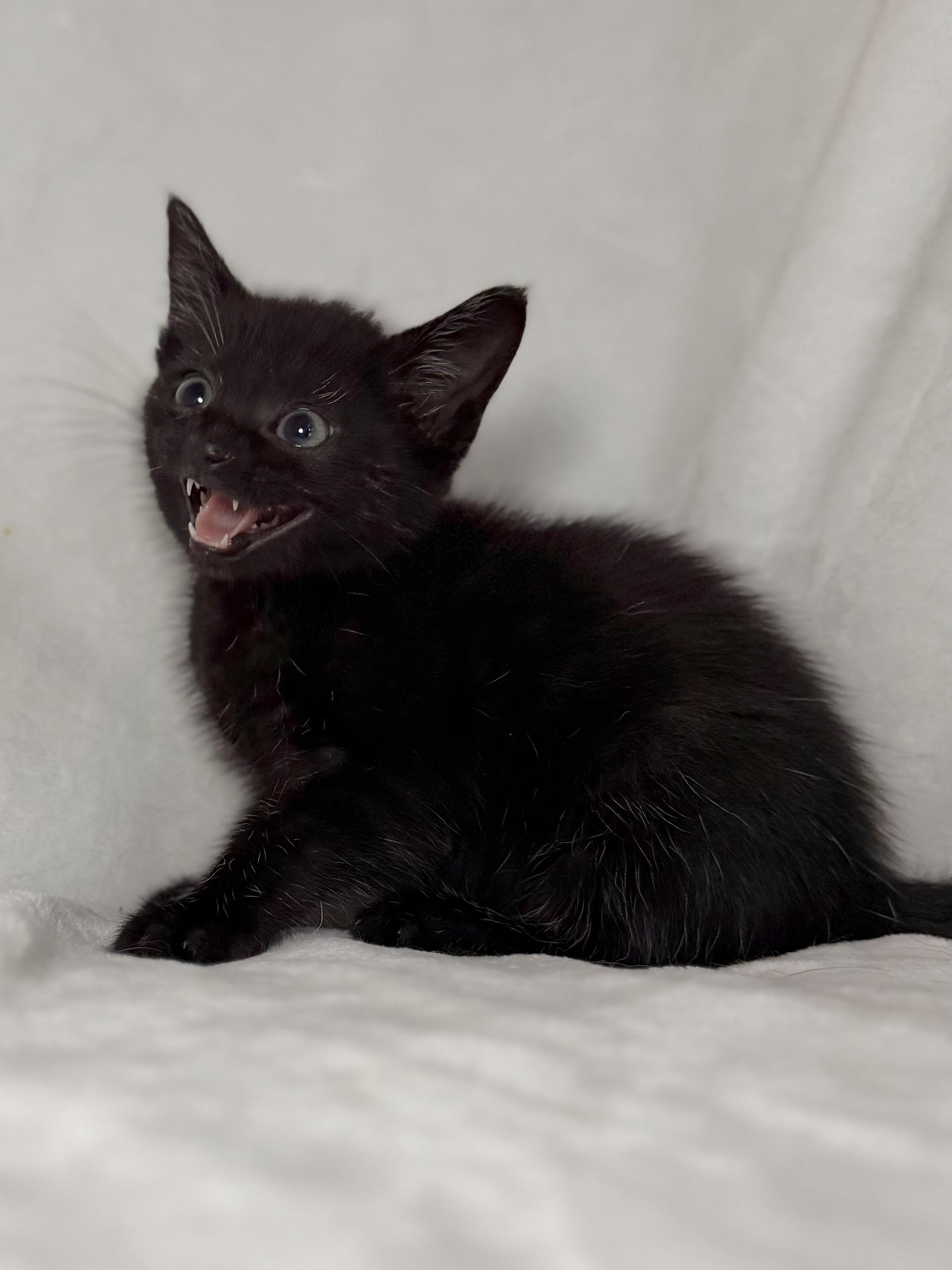 Enlarge Belle, a Adoptable Domestic Short Hair in Greensboro, NC image 3/3