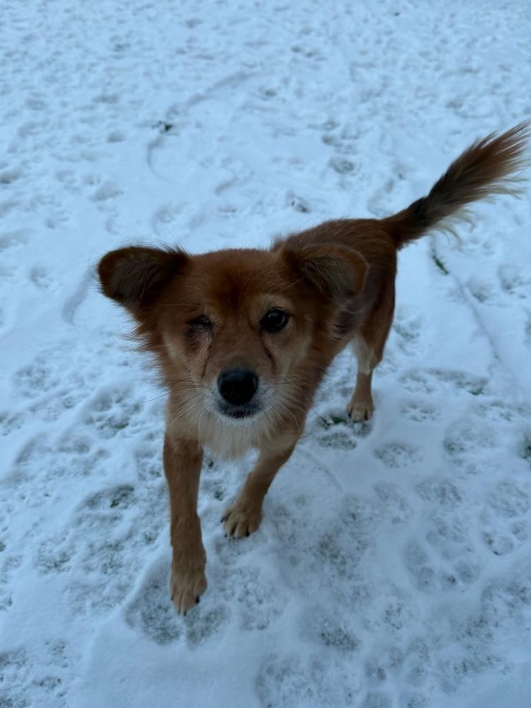 Bobo, Adoptable, Adult Female Jindo.