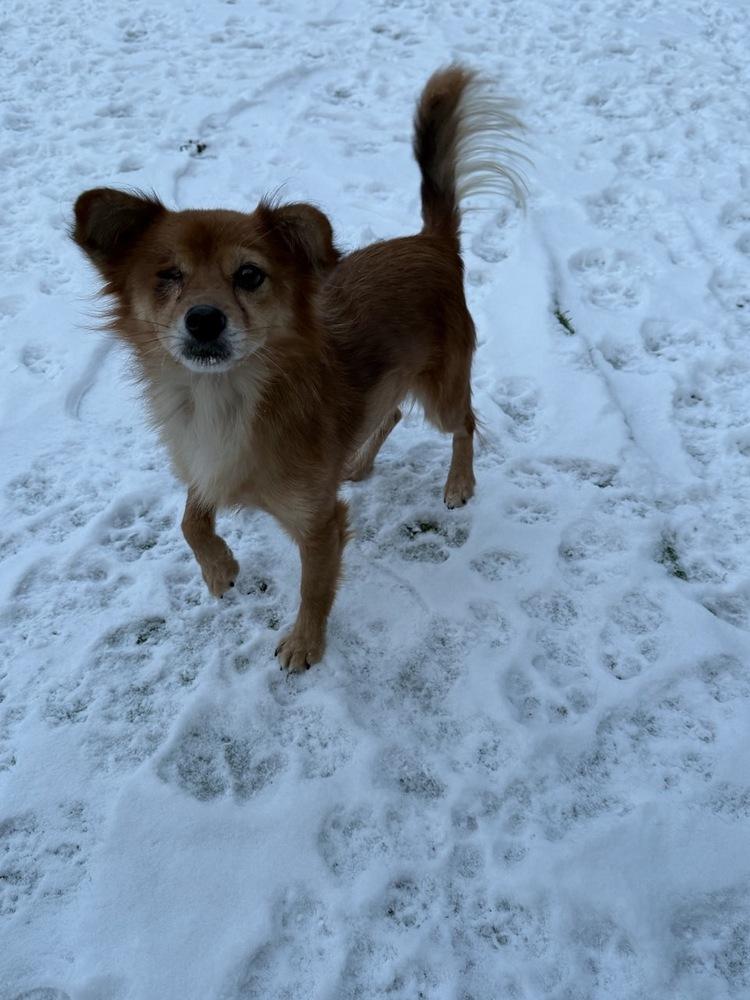 Enlarge Bobo, a Adoptable Jindo in Long Island City, NY image 3/3