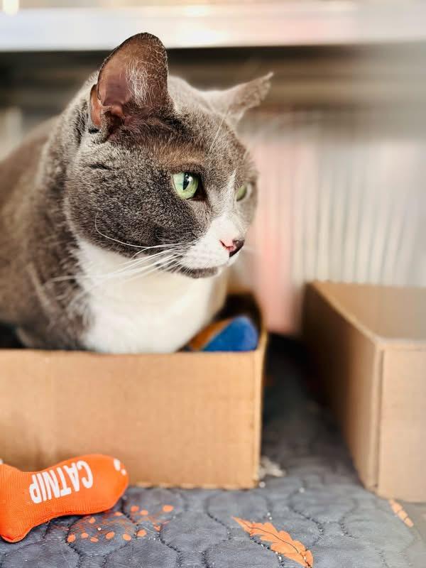 Enlarge Katniss- Appointment only, a Adoptable Domestic Short Hair in Manchester, NH image 4/4