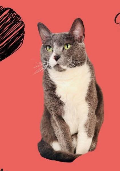 Katniss- Appointment only, Adoptable, Adult Female Domestic Short Hair.