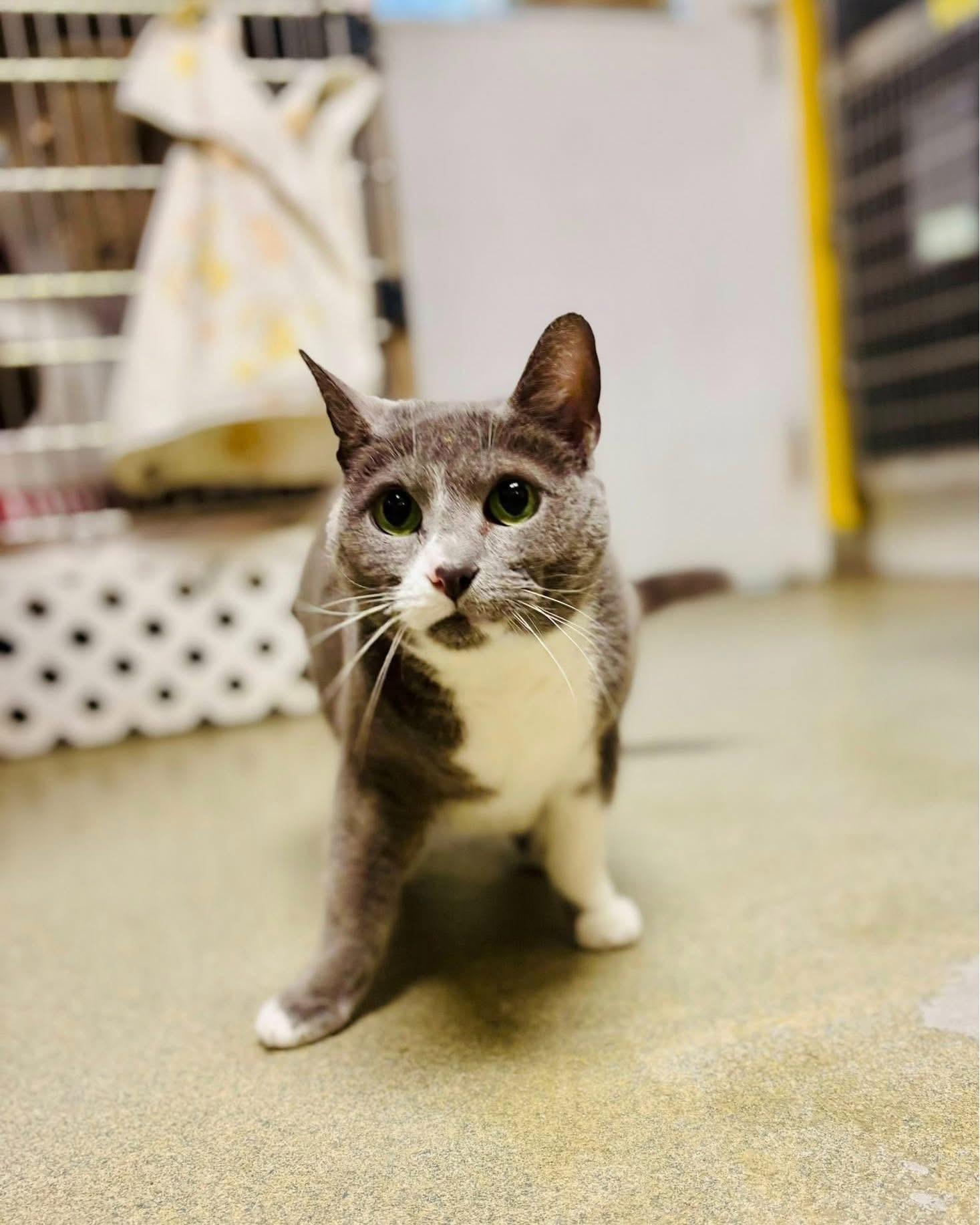 Enlarge Katniss, a Adoptable Domestic Short Hair in Manchester, NH image 6/6