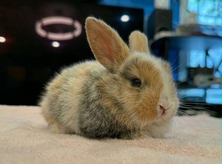 Andrea, Adoptable, Baby Female Harlequin.