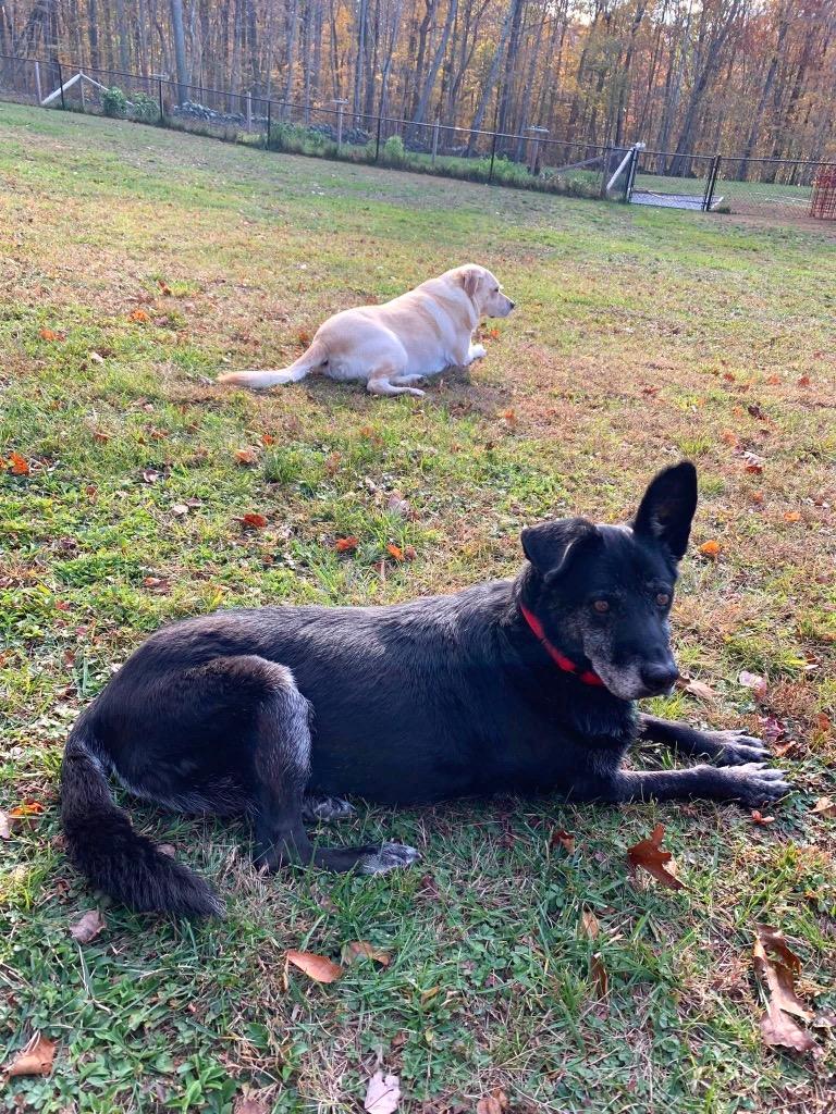 David Meadowood - LOCAL, a Adoptable mixed breed in Princeton, MA image 1/6