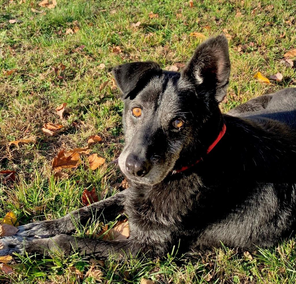 David Meadowood - LOCAL, a Adoptable mixed breed in Princeton, MA image 2/6