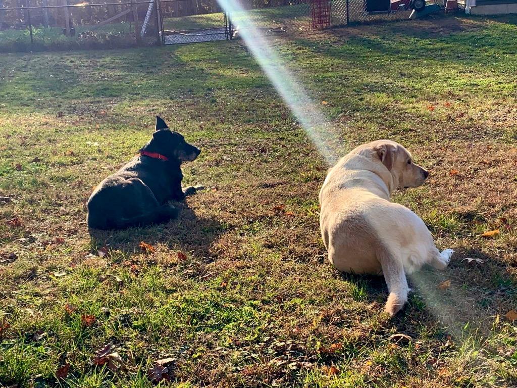 David Meadowood - LOCAL, a Adoptable mixed breed in Princeton, MA image 3/6