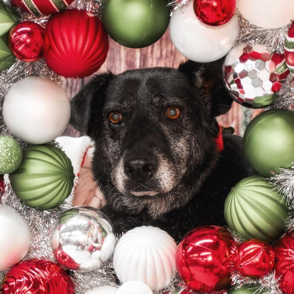 David Meadowood - LOCAL, a Adoptable mixed breed in Princeton, MA image 4/6