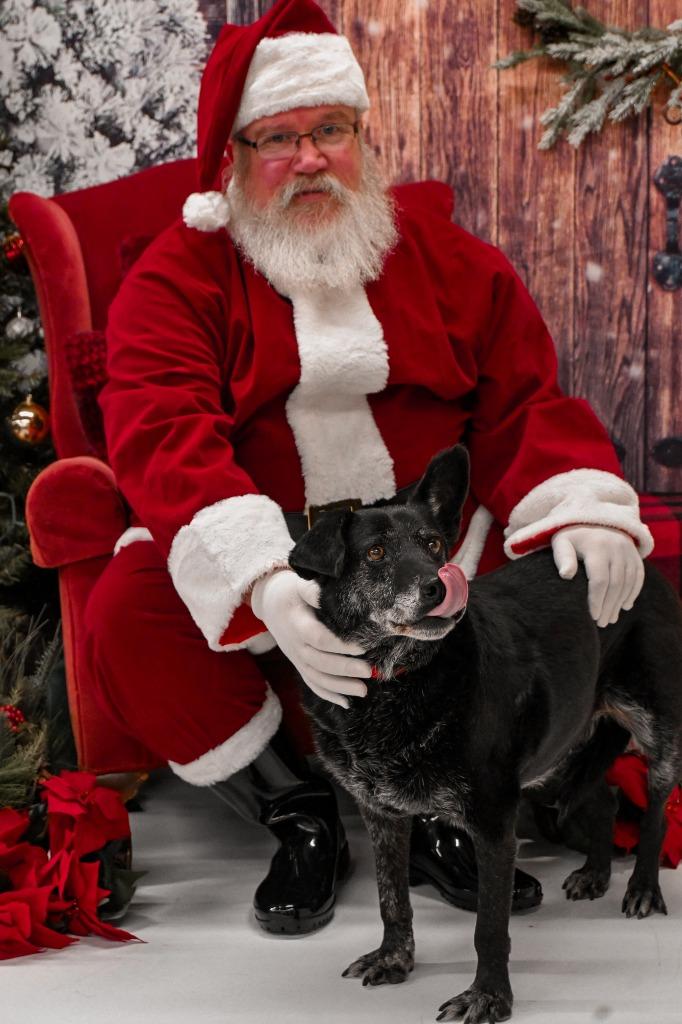 David Meadowood - LOCAL, a Adoptable mixed breed in Princeton, MA image 5/6