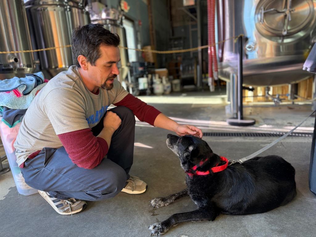 David Meadowood - LOCAL, a Adoptable mixed breed in Princeton, MA image 6/6