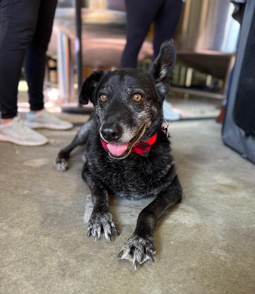 David Meadowood - LOCAL, a Adoptable mixed breed in Princeton, MA image 6/6