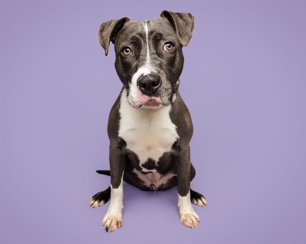 Enlarge Twist, a Adoptable Mixed Breed in Durham, NC image 1/3
