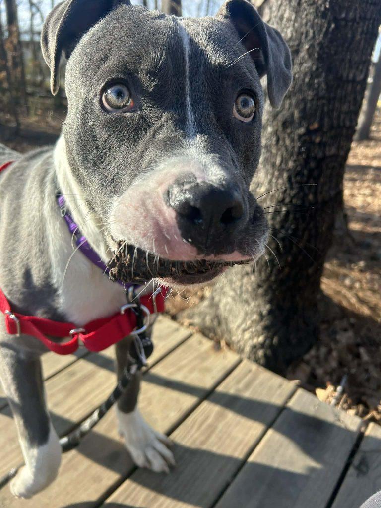Enlarge Twist, a Adoptable Mixed Breed in Durham, NC image 2/3