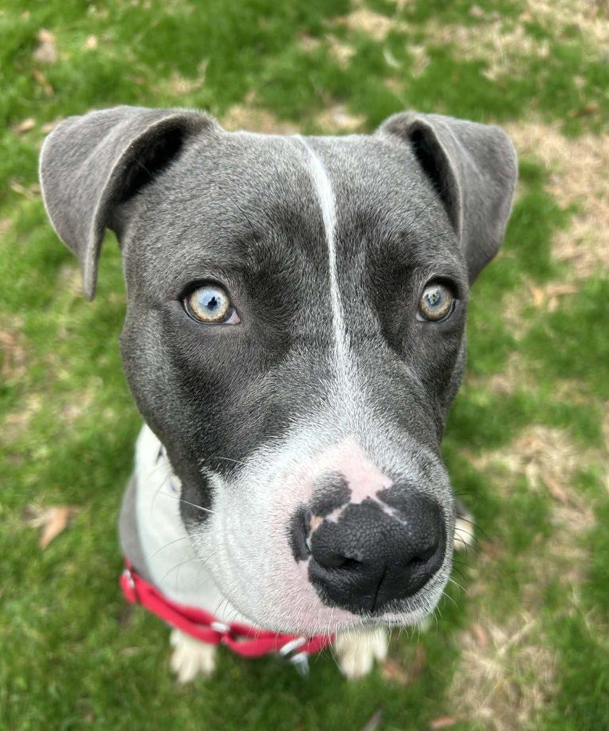 Enlarge Twist, a Adoptable Mixed Breed in Durham, NC image 3/3