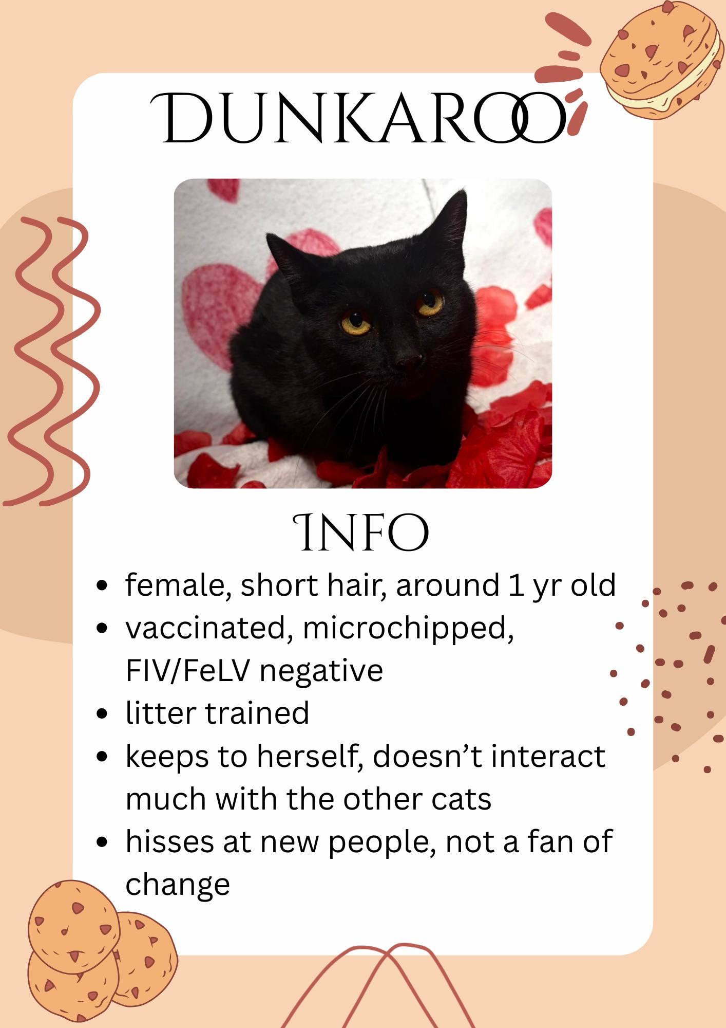 Enlarge Dunkaroo, a ADOPTABLE Domestic Short Hair in Greensburg, IN image 1/1