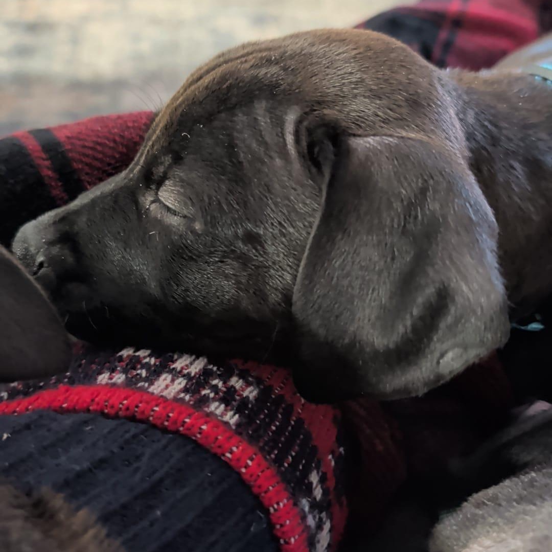 Enlarge Falcon (Automotive Icon Puppies), an adopted mixed breed in Midland, MI image 1/2