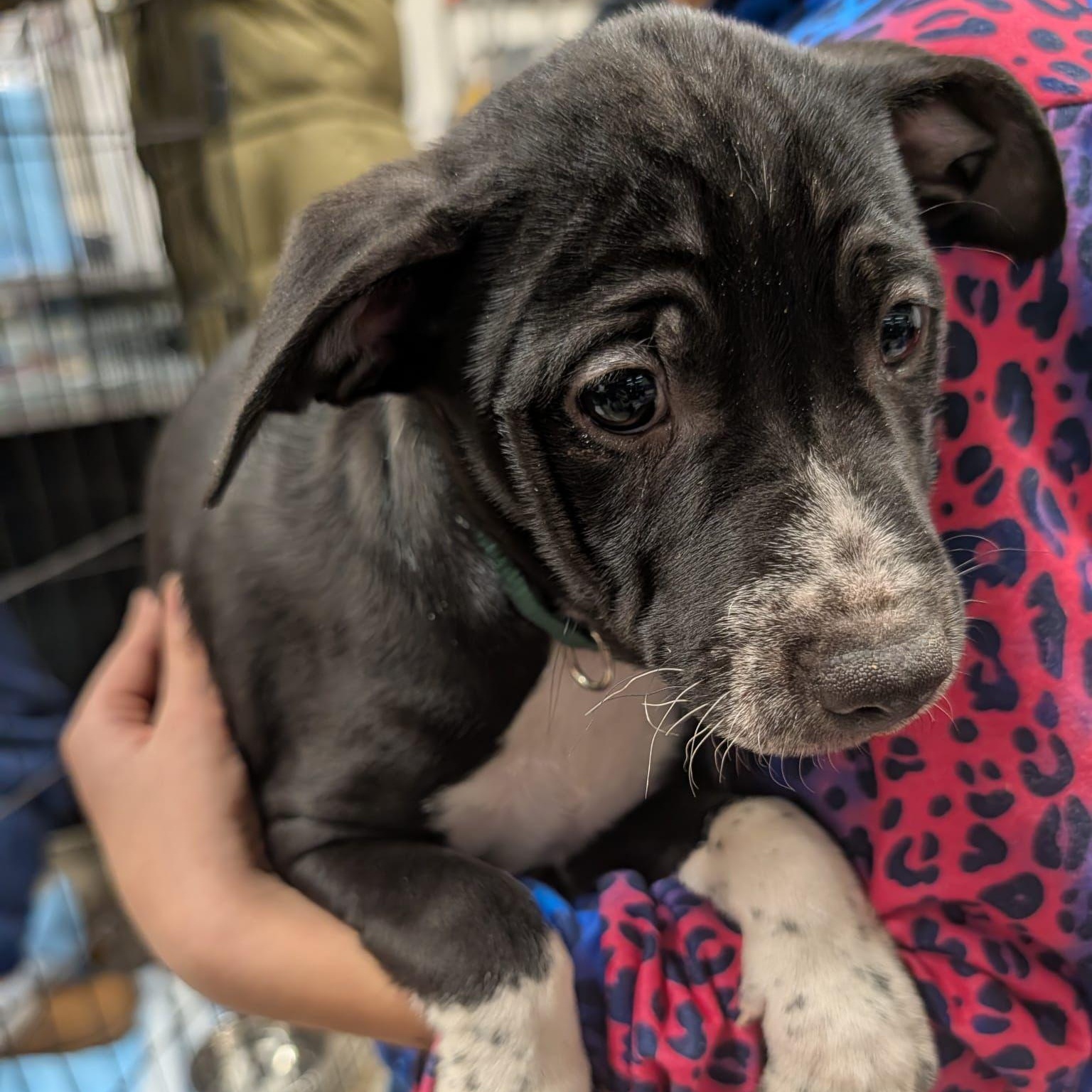 Enlarge Falcon (Automotive Icon Puppies), an adopted mixed breed in Midland, MI image 2/2