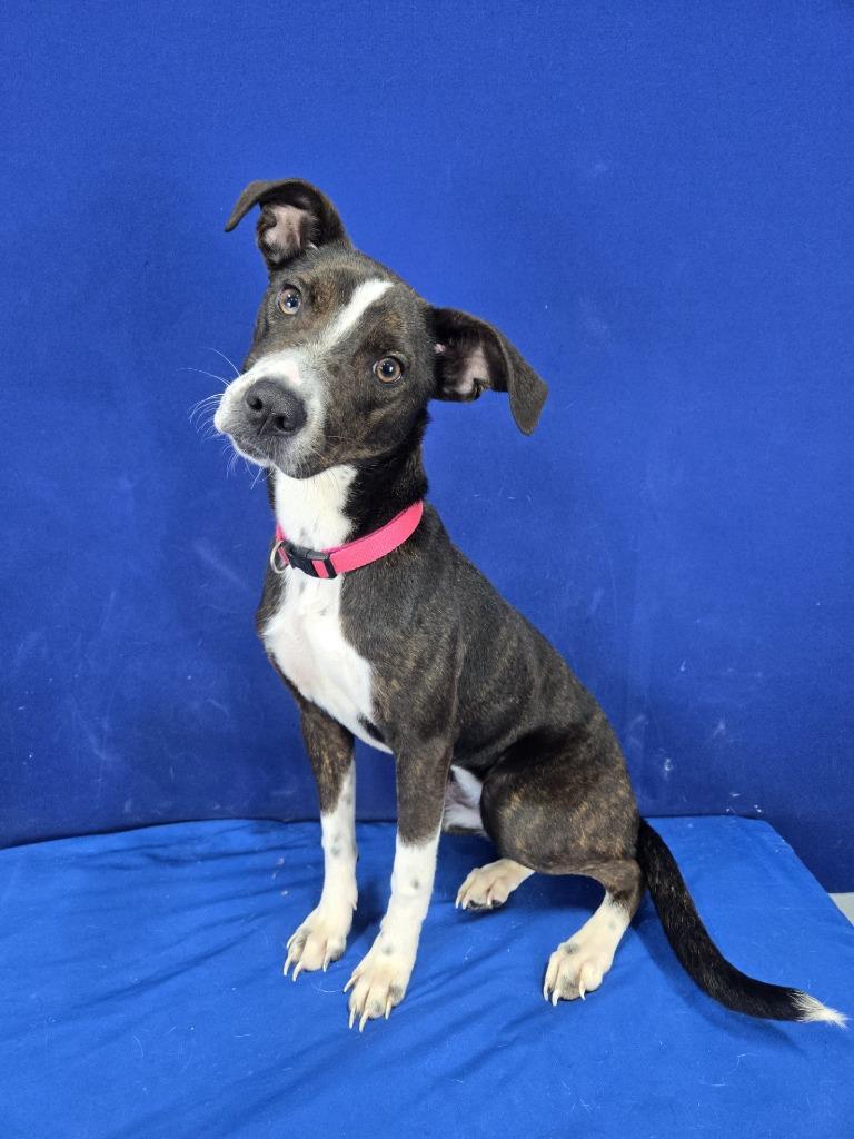 Copy, Adoptable, Young Female Terrier & Mixed Breed.