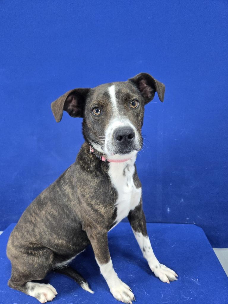 Enlarge Copy, a Adoptable mixed breed in Ruston, LA image 2/2