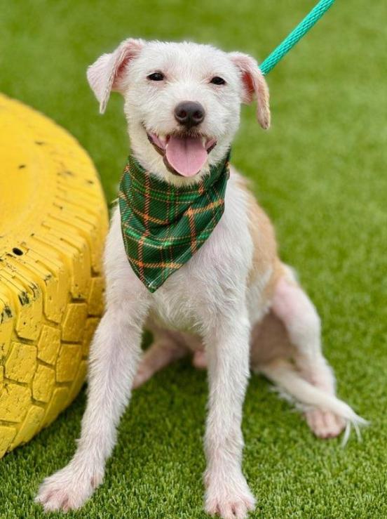 Bugs, a Adoptable mixed breed in Austin, TX image 5/5