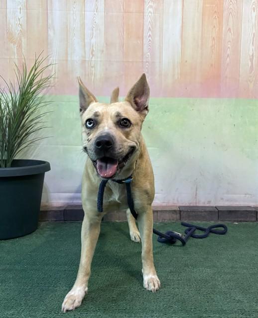 Enlarge JACKY, a Adoptable mixed breed in Baldwin Park, CA image 1/1